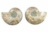 Cut & Polished, Crystal-Filled Ammonite Fossil - Madagascar #282670-1